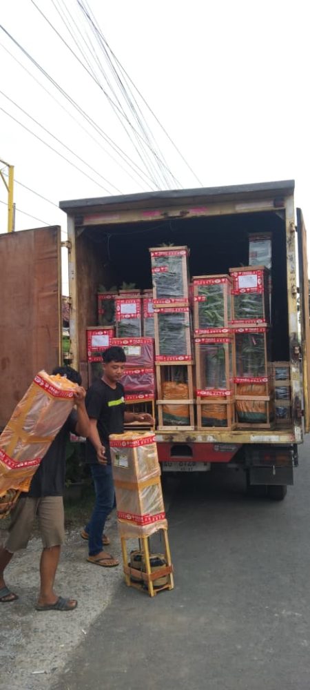 Alpukat Lohjinawi Project